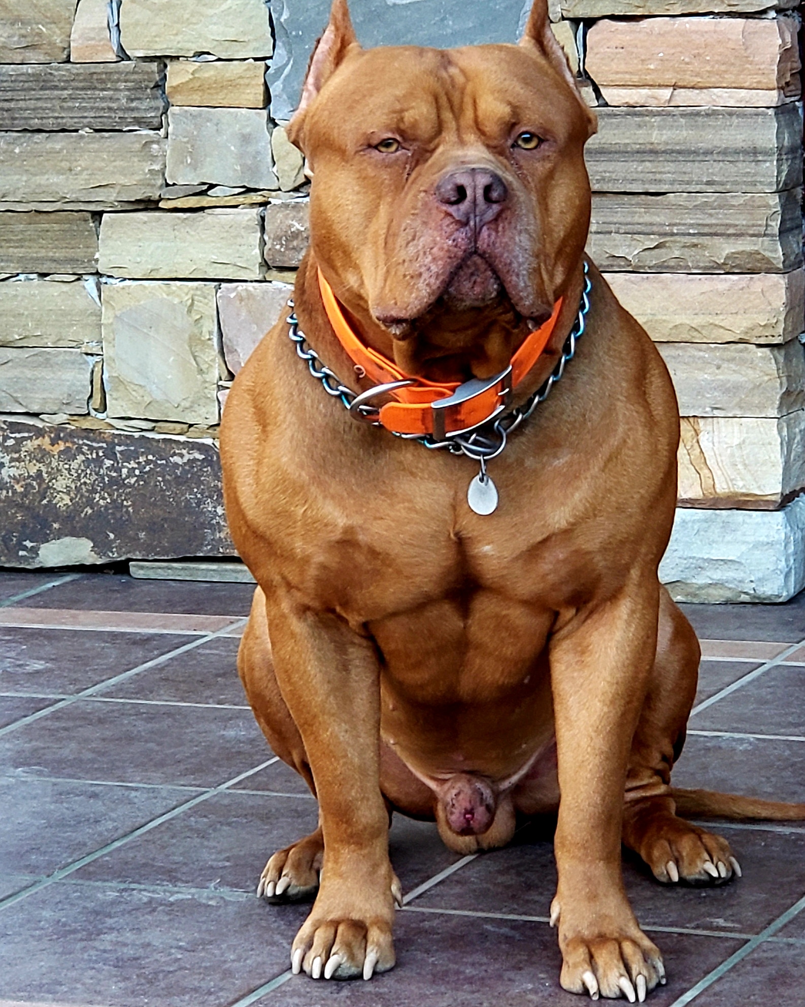 pitbull old family red nose
